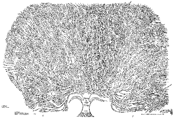 Stadler Family Tree