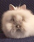 Statler's Rabbitry